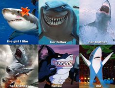 Sharks Funny Shark Pictures, Australia Funny, Shark Pictures, Sharks Funny, Six Feet Under, Funny Animal Memes, Animal Jokes, Really Funny Memes, Animal Memes