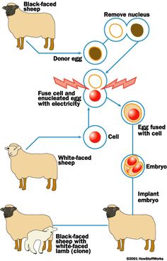 the diagram shows how sheep are different from other animals in their natural habitat, including eggs and meats