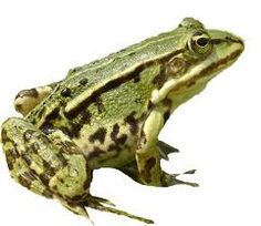 a green frog sitting on top of a white surface