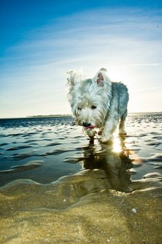 a small white dog walking on top of a sandy beach