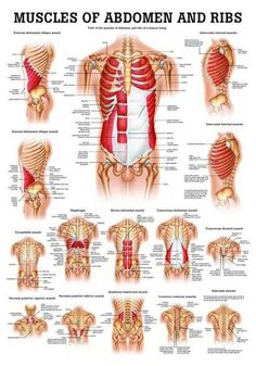 an image of muscles and ribs in the back, with their corresponding names on it