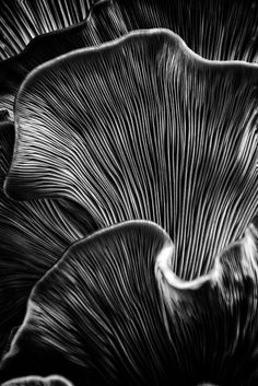 black and white photograph of an abstract flower