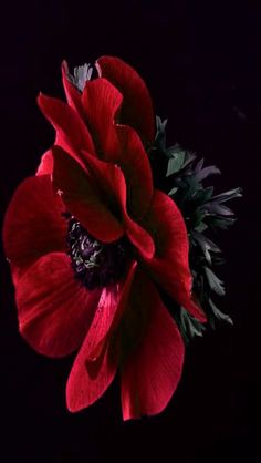 a large red flower with green leaves on it's center and dark background in the middle