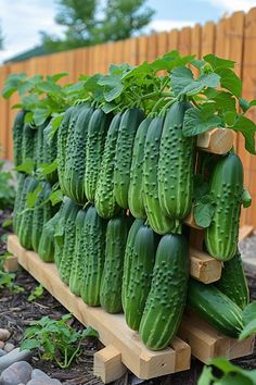 several cucumbers are stacked up in a garden