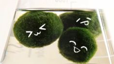 three moss balls with numbers written on them in a glass container filled with water and liquid