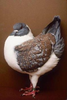 a close up of a bird on a wooden table with a brown wall in the background