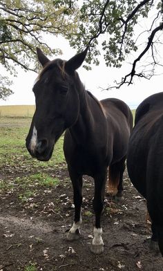 two black horses standing next to each other on a dirt field with trees in the background