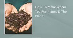 two hands holding dirt and worms with the words how to make wormm tea for plants & the planet