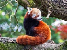 a red panda sitting on top of a tree branch