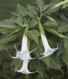 two white flowers are blooming on a tree in the wild, with large green leaves surrounding them