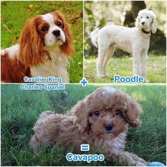 four different types of poodles and puppies