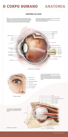 the anatomy of an eye and its parts, including the occupantus