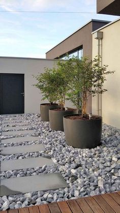 there is a small tree in the middle of some rocks and stones on the ground