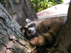 a raccoon that is laying down in a tree