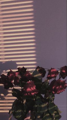 a vase filled with red flowers sitting next to a window covered in sun shining through the blinds