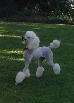 a white poodle standing on top of a lush green field