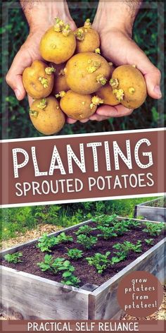 the cover of planting sprouted potatoes, with hands holding it in front of a garden