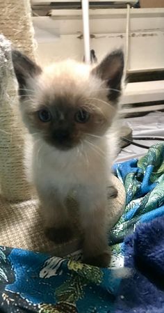 a small kitten sitting on top of a bed next to a blue and white blanket