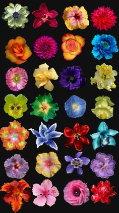 many different colored flowers on a black background