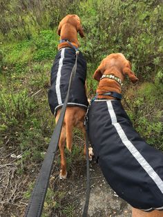 two dogs wearing jackets are standing on the side of a hill with grass and bushes in the background