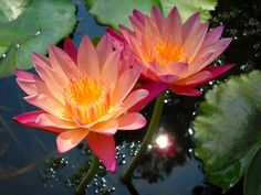 two pink water lilies sitting on top of a pond