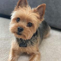 a small brown dog sitting on top of a carpeted floor next to a gray couch