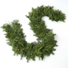 the letter s is made out of evergreen leaves and twigs on a white background with space for text