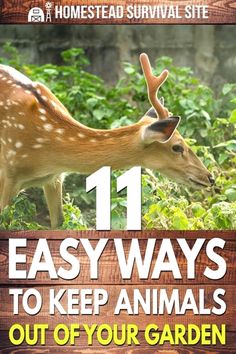 an easy way to keep animals out of your garden is with these 11 easy ways