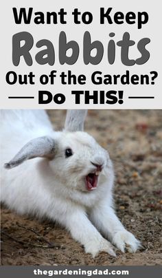 a white rabbit with its mouth open and the words, want to keep rabbits out of the garden? do this?