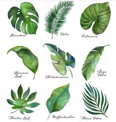 the different types of tropical leaves