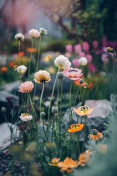 many different colored flowers in a garden