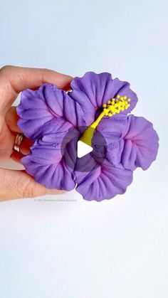 a hand holding a purple flower on a white background with the petals still attached to it