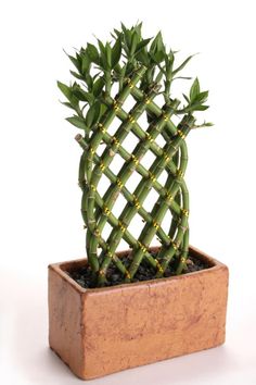 a small green plant in a wooden pot