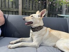 a white dog laying on top of a gray couch