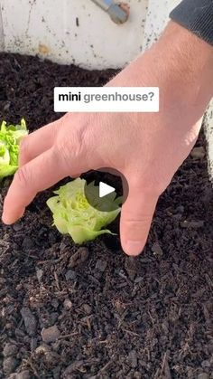 3.8K reactions · 390 shares | Did you know you can turn an old window or door into a mini greenhouse? This is your sign to find one and make your own greenhouse this fall and continue to eat fresh grown food from your backyard. 

#greenhouse #diygreenhouse #minigreenhouse #homesteading #homesteadlife #homesteading #gardening #homemade | Danielle | Urban Homesteading Inside Greenhouse Ideas, Eat Fresh, Backyard Greenhouse, Urban Homesteading, Diy Greenhouse, Mini Greenhouse, Common Sense, Gardening Ideas, Herb Garden