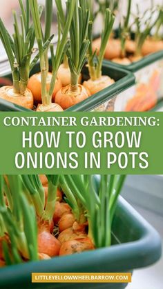 container gardening how to grow onions in pots