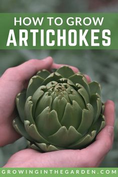 an artichoke in someone's hands with the title how to grow artichokes