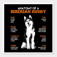 the anatomy of a siberian husky dog