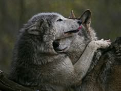 two gray wolfs are playing with each other