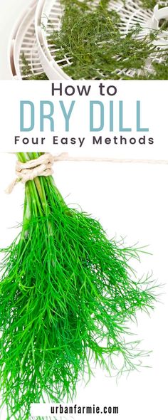 how to dry dill four easy method for growing your own fresh herbs in the kitchen