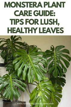 monster plant care guide tips for lush, healthy leaves on the wall with text overlay