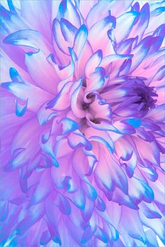 an image of a blue and pink flower