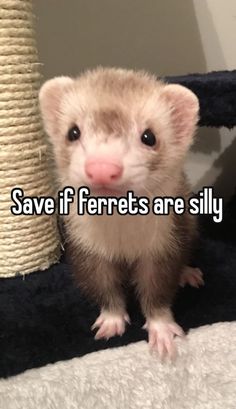 a ferret sitting on top of a bed with the caption save if ferrets are silly