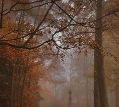 a park bench sitting in the middle of a forest filled with lots of trees and leaves