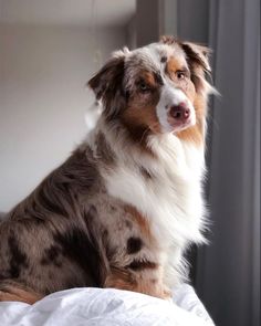 a brown and white dog sitting on top of a bed