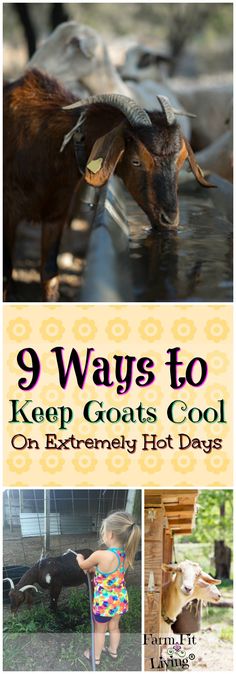 the cover of 9 ways to keep goats cool on an extremely hot day with kids