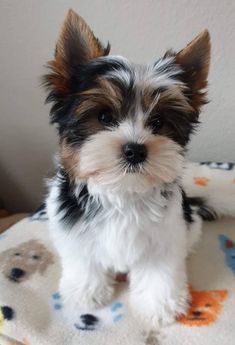 a small dog sitting on top of a blanket