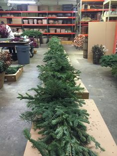 a row of christmas trees in a warehouse