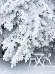 the snow covered trees are next to picnic tables