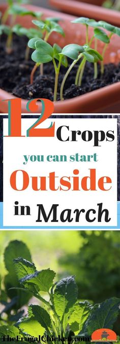 some plants that are growing out of the ground with text overlay reading 12 crops you can start outside in march